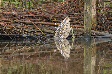 The Eurasian bittern or great bittern (Botaurus stellaris) is a wading bird in the bittern subfamily (Botaurinae) of the heron family Ardeidae.