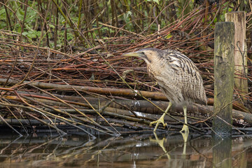 The Eurasian bittern or great bittern (Botaurus stellaris) is a wading bird in the bittern subfamily (Botaurinae) of the heron family Ardeidae.