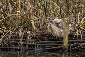 The Eurasian bittern or great bittern (Botaurus stellaris) is a wading bird in the bittern subfamily (Botaurinae) of the heron family Ardeidae.