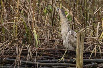 The Eurasian bittern or great bittern (Botaurus stellaris) is a wading bird in the bittern subfamily (Botaurinae) of the heron family Ardeidae.