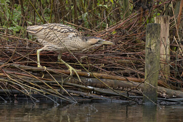 The Eurasian bittern or great bittern (Botaurus stellaris) is a wading bird in the bittern subfamily (Botaurinae) of the heron family Ardeidae.