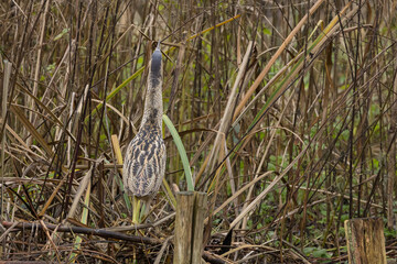 The Eurasian bittern or great bittern (Botaurus stellaris) is a wading bird in the bittern subfamily (Botaurinae) of the heron family Ardeidae.