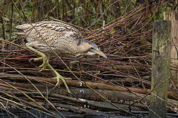 The Eurasian bittern or great bittern (Botaurus stellaris) is a wading bird in the bittern subfamily (Botaurinae) of the heron family Ardeidae.