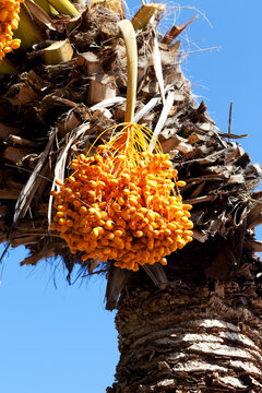 Date palm with bunches of ripening fruit