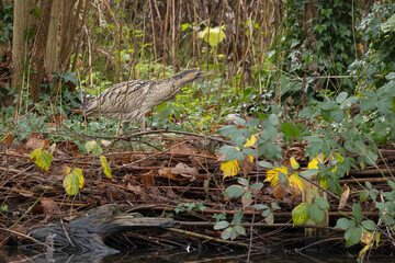 The Eurasian bittern or great bittern (Botaurus stellaris) is a wading bird in the bittern subfamily (Botaurinae) of the heron family Ardeidae.