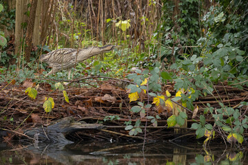 The Eurasian bittern or great bittern (Botaurus stellaris) is a wading bird in the bittern subfamily (Botaurinae) of the heron family Ardeidae.
