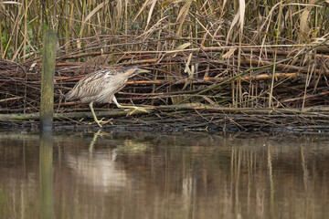 The Eurasian bittern or great bittern (Botaurus stellaris) is a wading bird in the bittern subfamily (Botaurinae) of the heron family Ardeidae.
