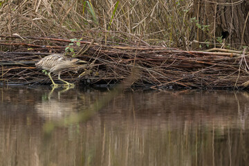 The Eurasian bittern or great bittern (Botaurus stellaris) is a wading bird in the bittern subfamily (Botaurinae) of the heron family Ardeidae.
