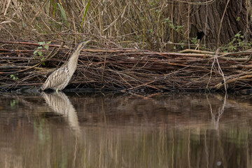 The Eurasian bittern or great bittern (Botaurus stellaris) is a wading bird in the bittern subfamily (Botaurinae) of the heron family Ardeidae.