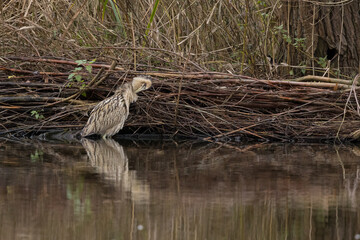 The Eurasian bittern or great bittern (Botaurus stellaris) is a wading bird in the bittern subfamily (Botaurinae) of the heron family Ardeidae.