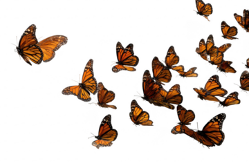 A group of butterflies flying in the air