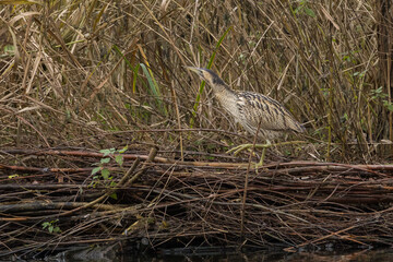 The Eurasian bittern or great bittern (Botaurus stellaris) is a wading bird in the bittern subfamily (Botaurinae) of the heron family Ardeidae.
