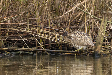 The Eurasian bittern or great bittern (Botaurus stellaris) is a wading bird in the bittern subfamily (Botaurinae) of the heron family Ardeidae.