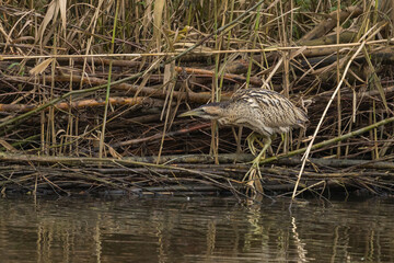 The Eurasian bittern or great bittern (Botaurus stellaris) is a wading bird in the bittern subfamily (Botaurinae) of the heron family Ardeidae.