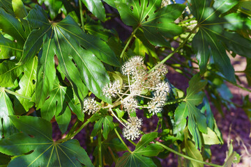 ヤツデ・秋に咲くヤツデの花・Japanese Aralia