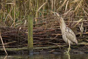 The Eurasian bittern or great bittern (Botaurus stellaris) is a wading bird in the bittern subfamily (Botaurinae) of the heron family Ardeidae.