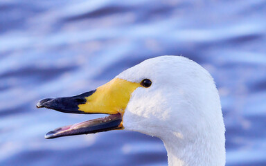 鳴くオオハクチョウの横顔アップ