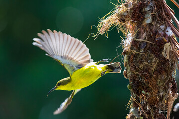 Olive-backed sunbird of diligently parent bird building its intricate hanging nest for egg laying of Thaiand