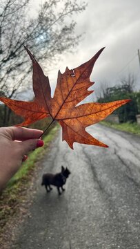 foglia e cane
