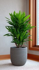 Lush green houseplant in a textured gray pot indoors.