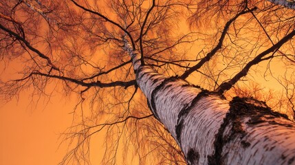 Silhouetted bare tree against vibrant orange sunset sky in winter
