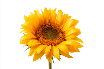 Fototapeta premium Bright yellow sunflower in full bloom with detailed petals and natural texture captured in studio lighting. Single floral subject symbolizing nature, happiness, and summer beauty isolated on white.
