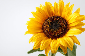 Bright yellow sunflower in full bloom with detailed petals and natural texture captured in studio lighting. Single floral subject symbolizing nature, happiness, and summer beauty isolated on white.