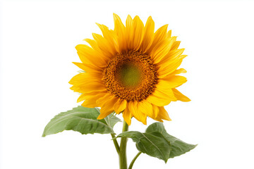 Obraz premium Bright yellow sunflower in full bloom with detailed petals and natural texture captured in studio lighting. Single floral subject symbolizing nature, happiness, and summer beauty isolated on white.