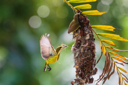 Olive-backed sunbird of diligently parent bird building its intricate hanging nest for egg laying of Thailand