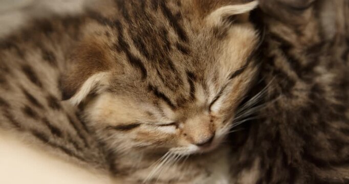 Sleepy striped kitten rests quietly leaning on siblings creating soft tender peaceful vibe. Relaxed striped kitten dozes softly supported by furry friends