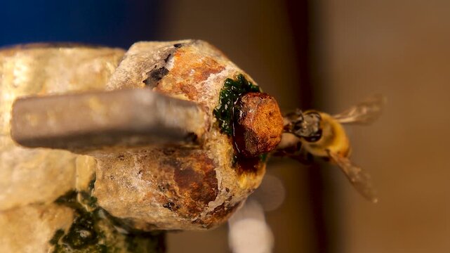 Thirsty honeybee desperately drinks water leaking from a faucet during drought. This powerful scene highlights climate change, water scarcity, pollinator survival, and environmental responsibility.