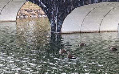石橋のある公園　冬の風景