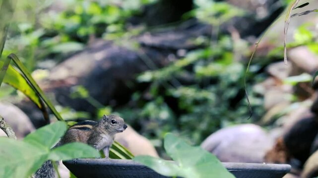Cute striped palm squirrel eating rice on a feeder in a lush green garden with blurred background