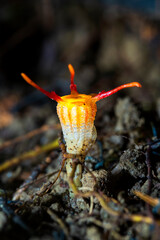 Close-up of thismia arachnites is rare and mycoheterotrophic fungus-like organism in soil of Thailand
