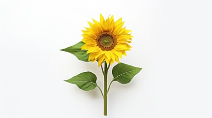 Obraz premium Vibrant Sunflower in Full Bloom - A Captivating Botanical Portrait Against a Clean White Background.