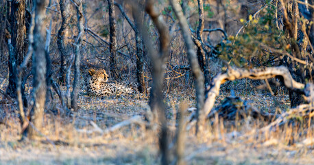 a cheetah resting in golden light © Jurgens