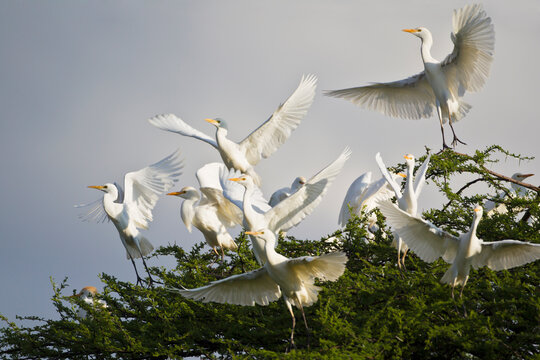 Cattle egrets in flight and perched on tree in Central Kalahari, Botswana