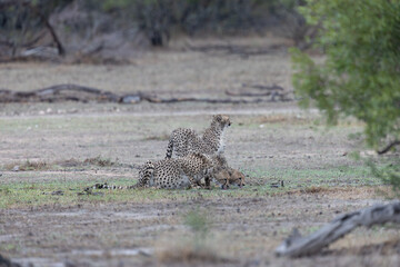 Three cheetahs are drinking water © Jurgens