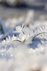 A detailed macro photograph of delicate snow crystals,