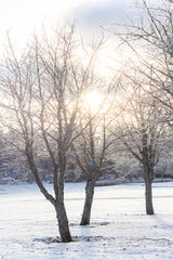 A detailed macro photograph of delicate snow crystals,