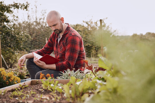 Person reading a red notebook outdoors at a UK allotment vegetable garden