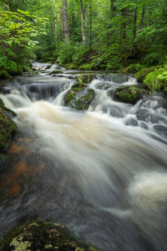 Flowing river in lush Bavarian Forest National Park scenery