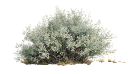 Dense bush in arid landscape isolated on white background