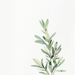 Fototapeta premium Watercolor olive branch, white background, minimalist design, stationery