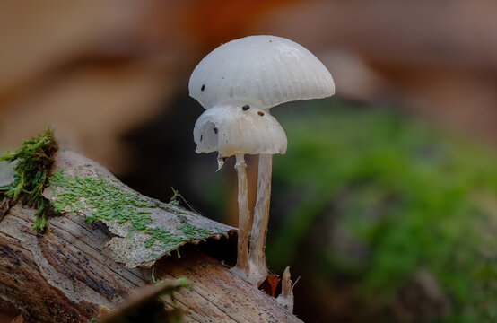 Small white milking bonnet mushroom grows from a dark branch