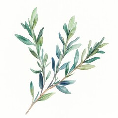 Fototapeta premium Watercolor green foliage sprig, isolated, white background, botanical illustration, design element