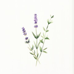 Naklejka premium Watercolor lavender, rosemary bouquet, white background, botanical illustration, design element