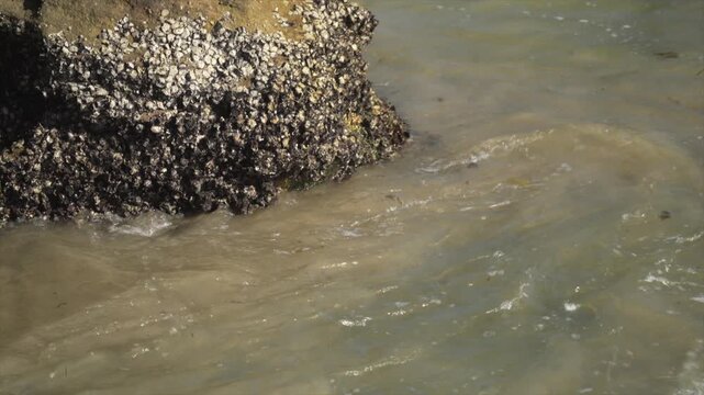 Close up shot of acorn barnacles stuck to the bottom of a rock in middle harbour, Sydney, Australia