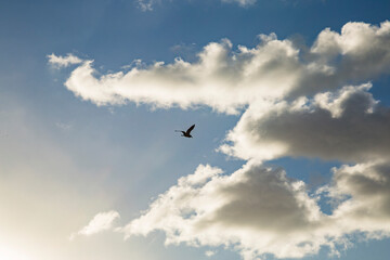 Obraz premium Bird in the sky with clouds
