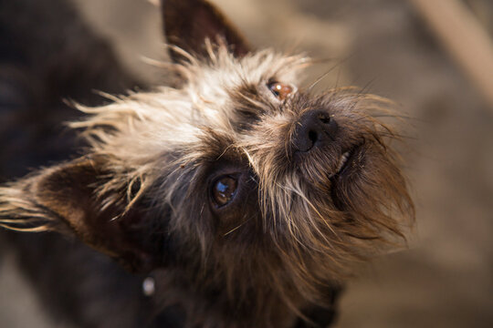 close up of a small dog